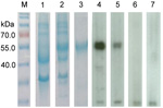 Thumbnail of Sodium dodecyl sulfate-polyacrylamide gel electrophoresis and Western blot analysis of a novel coronavirus, dromedary camel coronavirus UAE-HKU23, discovered in dromedaries of the Middle East, 2013.Nucleocapsid protein was expressed in Escherichia coli. M, protein molecular-mass marker; kDa, kilodaltons. Lanes: 1, non-induced crude E. coli cell lysate; 2, induced crude E. coli cell lysate of DcCoV UAE-HKU23 nucleocapsid protein; 3, purified recombinant DcCoV UAE-HKU23 nucleocapsid p