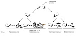 Thumbnail of The evolution of corona viruses from their ancestors in bat and bird hosts to new virus species that infect other animals.