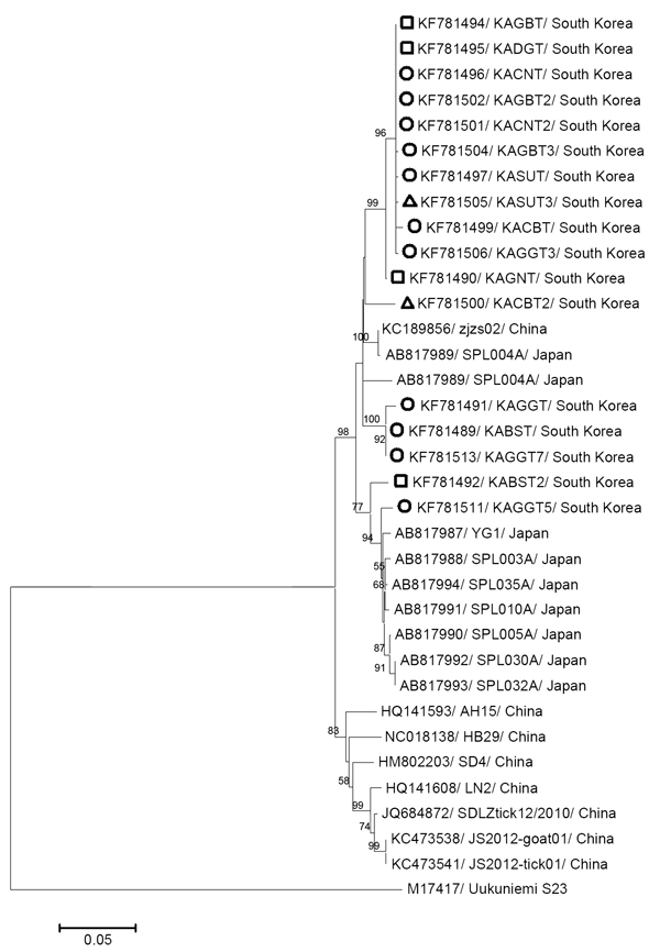 Phylogenetic analysis of severe fever with thrombocytopenia syndrome viruses based on the partial medium segment sequences (560 bp). The tree was constructed by using the neighbor-joining method based on the p-distance model in MEGA5 (12) (5,000 bootstrap replicates). Uukuniemi virus was used as the outgroup. Scale bar indicates the nucleotide substitutions per position. Among the 17 South Korean strains identified in this study, the Korean strains detected from Haemaphysalis longicornis, Amblyo