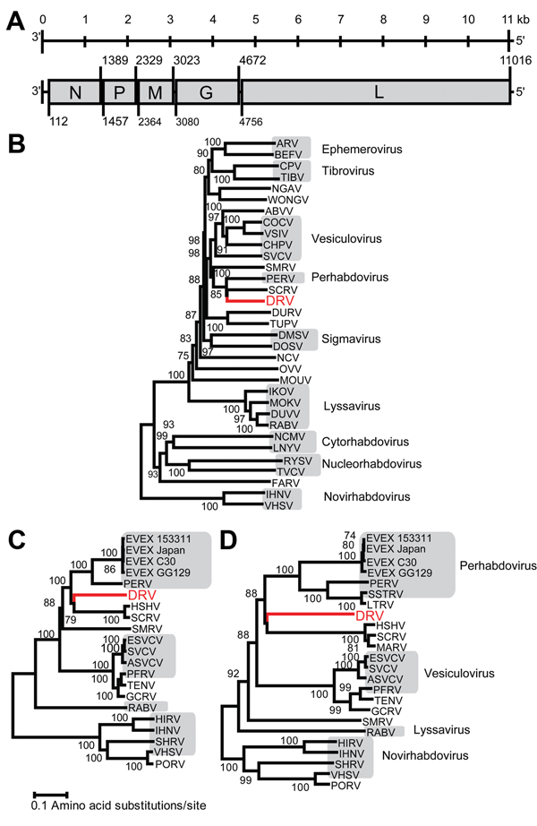 Genome organization and phylogenetic analysis of dolphin rhabovirus (DRV). A) Genome organization of DRV showing locations of major open reading frames and start and stop codons at the nucleotide level. N, nucleoprotein; P, phosphoprotein; M, Matrix; G, glycoprotein; L, large. B) Phylogenetic neighbor-joining tree with P distances (fraction of positions in which 2 sequences differ) and 1,000 bootstrap replicates of the deduced amino acid sequence of complete DRV L gene protein and members of sev