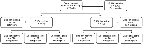 Categorization, according to ELISA and line blot test results, of serum samples tested for Borrelia burgdorferi sensu lato IgG, Germany, 2008–2011.