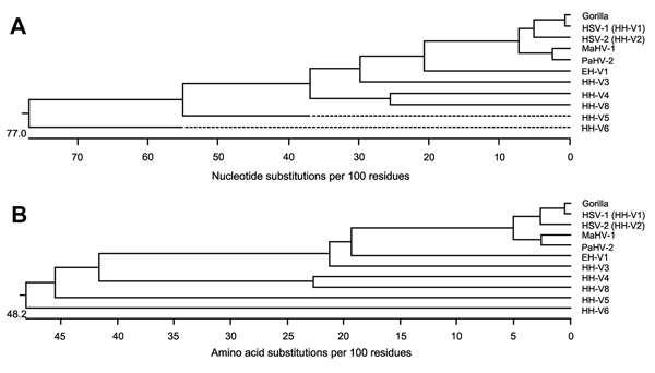 Phylogenetic analysis of the nucleotide sequence (A) and predicted amino acid sequence (B) from the swab sample amplicon from the gorilla with the corresponding regions of HSV-1 (HHV-1; GenBank accession no. AFI98948); HSV-2 (HHV-2; AGI44412); MaHV-1 (AAT67222); PaHV-2 (YP_443877); HHV-3 (varicella zoster virus; ABF21820); HHV-4 (Epstein-Barr virus; YP_401712); HHV-5 (human cytomegalovirus; AAP37469); HHV-6 (BAF93477); HHV-8 (Kaposi sarcoma virus; ACY00400), and EHV-1 ADI96155). Sequences were a