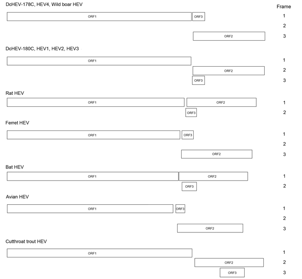 Predicted genomic organization of hepatitis E virus (HEV) from dromedary camel (DcHEV) and other HEVs, considering the reading frame of open reading frame (ORF) 1 as frame 1.
