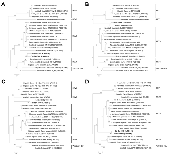 Phylogenetic analyses of open reading frame (ORF) 1 (A), ORF2 (B), ORF3 (C), and ORF1/ORF2 proteins, excluding the hypervariable region (HVR) (D) of hepatitis E virus (HEV) from dromedary camels (DcHEV). The trees were constructed by using Bayesian methods of phylogenetic reconstruction (www.fifthdimension.jp/products/mrbayes5d/), and ProtTest-suggested JTT+I+G+F, MtMam+I+G+F, HIVw+I+G+F, and JTT+I+G+F (http://darwin.uvigo.es/software/prottest.html) are the optimal substitution models for ORF1, 