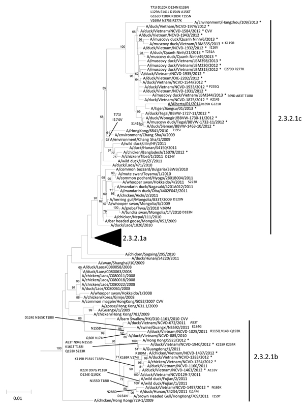 Neighbor-joining phylogenetic tree of the hemagglutinin (HA) genes of clade 2.3.2.1 highly pathogenic avian influenza A(H5N1) viruses with A/Alberta/01/2014 (GISAID accession no. EPI500771). The avian influenza A(H5N1) virus detected in Canada is underlined. The nearest reassortant World Health Organization candidate vaccine viruses (CVV) for each group of clade 2.3.2.1 are denoted by CVV. Asterisks indicated viruses collected in 2012–2014. Amino acid differences at branch nodes indicate HA1 sub