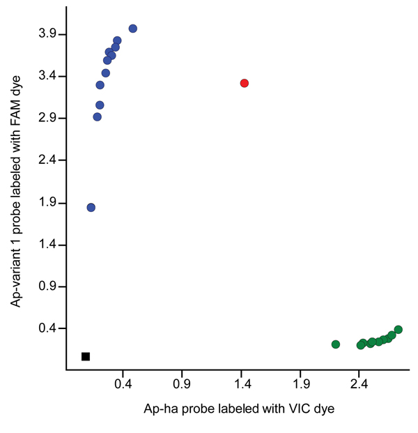 Allelic discrimination plot for the Anaplasma single nucleotide polymorphism assay based on the 16S ribosomal RNA gene. Blue circles represent samples that contain the Ap-ha strain; green circles represent samples that contain the Ap-variant 1 strain. The red circle represents a sample containing a mixture of both strains. The black square represents the control (no template).