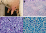 Thumbnail of Lesions of cows with bovine nodular thelitis, Jura, France. A) Nodule on a bovine teat (arrow). B) Nodular granulomatous dermatitis,  hematoxylin and eosin stained, original magnification ×100). C) Nodular granulomatous dermatitis, showing foamy macrophages (large arrow) and lymphocytes (small arrow) in an inflammatory infiltrate, original magnification ×400. D) Acid-fast bacteria. Ziehl-Neelsen stained, original magnification ×1,000.