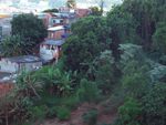 Thumbnail of A typical area where infection with the Rickettsia rickettsii bacterium occurs, manifested as Rocky Mountain spotted fever, in the metropolitan area of São Paulo, Brazil. Humans have constructed their homes in the Atlantic rainforest fragment (habitat of the Amblyomma aureolatum tick, a vector of R. rickettsii), where many dogs are unrestrained. Dogs frequently enter the forest, become infested by adult A.aureolatum ticks, and bring them into homes, allowing the direct transfer of f