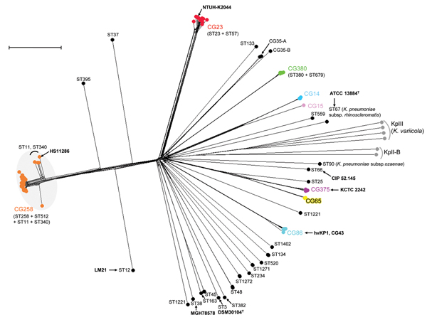 Phylogenetic network of the 167 Klebsiella pneumoniae genomes as determined on the basis of the allelic profiles of the 694 core genome multilocus sequence typing (cgMLST) genes. The network was constructed by using the neighbor-net method implemented in SplitsTree v4.13.1 (18). Nodes are colored according to the clonal group (CG). Only the 10 most relevant CGs are highlighted; note that ST35 was subdivided into 2 CGs (CG35-A and CG35-B). Gray shading indicates CG258. Gray dots indicate phylogro