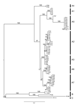 Thumbnail of Bayesian phylogeny of concatenated DNA sequences (981 bp, n = 62) from genes encoding 4b core and DNA polymerase proteins of avipoxviruses. Posterior probability values of the Bayesian trees (1,000 replicates) are indicated. Sequences obtained in the current study are highlighted with asterisks (*). Avipoxvirus clades A–C and subclades are labeled according to the nomenclature of Jarmin et al. (6) and Gyuranecz et al. (7). Reference sequences used in this analysis are chosen from th
