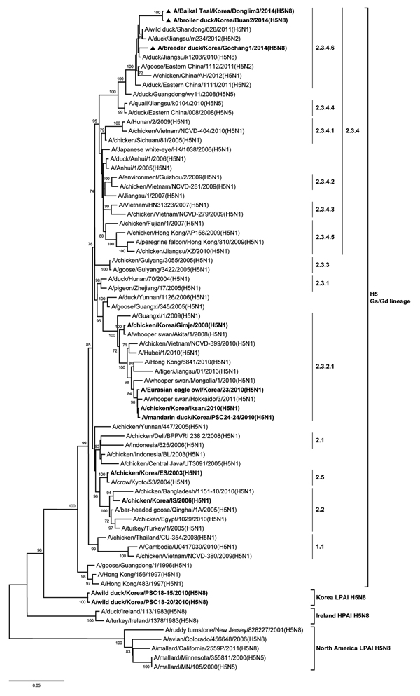 Phylogenetic tree of hemagglutin (HA) genes of influenza A(H5N8) viruses, South Korea, 2014. Triangles indicate viruses characterized in this study. Other viruses detected in South Korea are indicated in boldface. Subtypes are indicated in parentheses. A total of 72 HA gene sequences were ≥1,600 nt. Multiple sequence alignment was performed by using ClustalW (www.ebi.ac.kr/Tolls/clustalw2). The tree was constructed by using the neighbor-joining method with the Kimura 2-parameter model and MEGA v