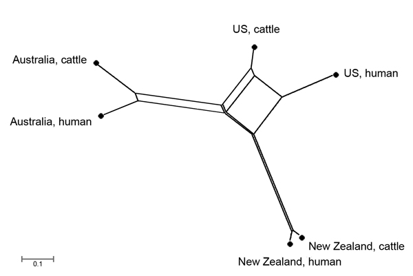 NeighborNet (16) tree showing geographic divergence of bovine and human Shiga toxin–producing Escherichia coli O157:H7 isolates sourced from New Zealand (40 cattle, 363 human), Australia (205 cattle, 79 human), and the United States (US) (143 cattle, 179 human). The distance indicates the difference in proportional similarity of Shiga toxin–encoding bacteriophage insertion types among the isolates.