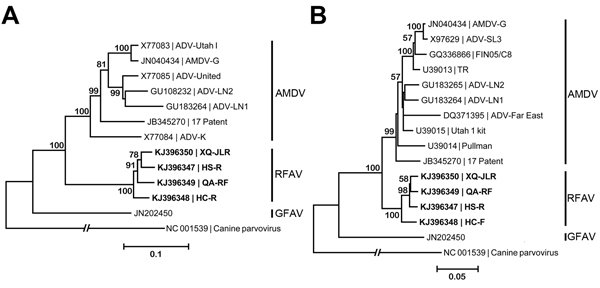 Phylogenetic analyses of amdoparvoviruses. A) Phylogenetic tree based on the viral NS1 gene. B) A phylogenetic tree based on the major capsid VP2. RFAV and other published amdoparvovirus sequences were aligned by using the MUSCLE program in MEGA5.2 (9), which used a P-distance model with 1,000 bootstrap replicates to generate phylogenetic trees of NS1 and VP2 aa sequences. GenBank accession numbers of isolates or strains are shown on the tree. Canine parvovirus was used as an outgroup. AMDV, Ale