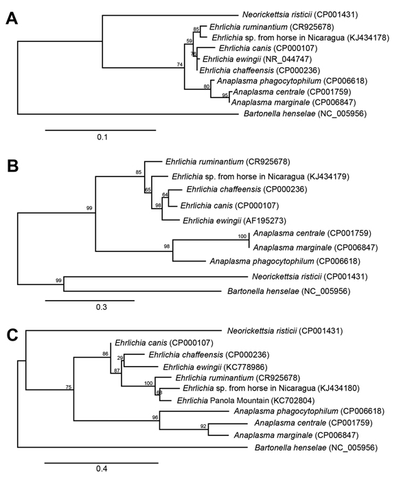 Phylogenetic trees of Ehrlichia sp. from horses in Nicaragua and selected bacterial species (GenBank accession numbers for reference sequences in parenthesis) based on partial sequences from genes coding for 16SrRNA (A), GroEL (B), and SodB (C). Sequences were aligned by using MUSCLE version 3.7 (http://www.ebi.ac.uk/Tools/msa/muscle/), and alignments were refined by using Gblocks version 0.91b (http://www.idtdna.com/gblocks.com). Phylogenetic trees were constructed by using PhyML version 3.0 aL
