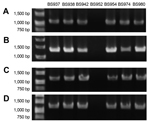 Thumbnail of PCR results from representative clinical isolates illustrate that the Shiga toxin 1a gene (stx1a) is phage encoded and inserted into the S1742 locus of Shigella flexneri. PCRs based on the primer scheme detailed in Figure 4 are shown for 6 stx1a-positive strains (BS937, BS938, BS942, BS954, BS974, BS980) and 1 stx1a-negative isolate (BS952). To show that stx1a is phage encoded, we used primer pairs Stx1R2/Phage_stxR2 (A) and Phage_stx1F2.Stx1F2 (B). To analyze the insertion of ϕPOC-