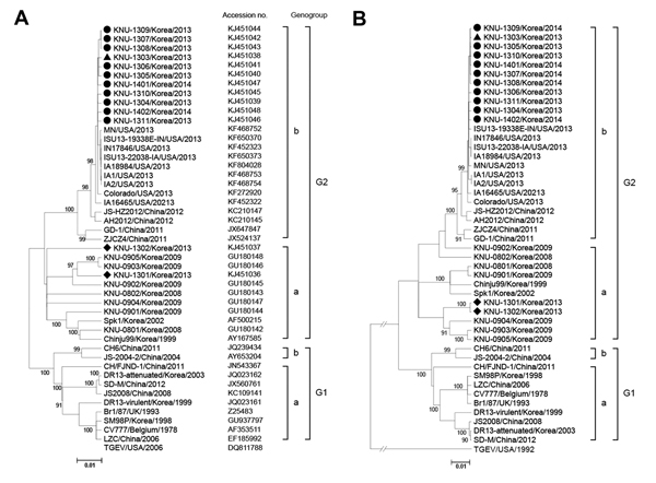Phylogenetic analyses based on the nucleotide sequences of the spike gene (A) and S1 portion (B) of porcine epidemic diarrhea virus (PEDV) strains. A putative similar region of the spike protein of transmissible gastroenteritis virus (TGEV) was included as an outgroup in this study. Multiple-sequencing alignments were performed by using ClustalX (http://www.clustal.org/), and the phylogenetic tree was constructed from the aligned nucleotide sequences by using the neighbor-joining method. Numbers