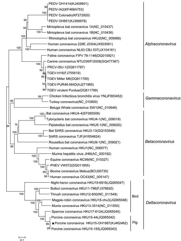 Phylogenetic tree constructed on the basis of the whole-genome sequences of virus strains from 4 coronavirus genera (Alphacoronavirus, Betacoronavirus, Gammacoronavirus, and Deltacoronavirus), including the porcine coronavirus HKU15 OH1987 strain (indicated with triangle). The dendrogram was constructed by using the neighbor-joining method in the MEGA software package, version 6.05 (http://www.megasoftware.net/). Bootstrap resampling (1,000 replications) was performed, and bootstrap values are i
