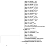 Thumbnail of Phylogenetic analyses of a partial RNA-dependent RNA polymerase (RdRp) sequence determined from samples from dromedary camels (Camelus dromedarius) NRCE-HKU205 and NRCE-HKU270 that were positive for Middle East respiratory syndrome coronavirus (MERS-CoV). The viral RdRp region analyzed is a highly conserved region of the genome (covering motif B of RdRp) in nonstructural protein 12, at position 15202–15582 of MERS-CoV genome. The partial RdRp sequence of NRCE-HKU205 (GenBank accessi