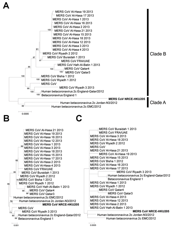 Phylogenetic analyses of Middle East respiratory syndrome coronavirus (MERS-CoV) from dromedary camels. Genomic (A), spike (B), and nucleocapsid (C) sequences of the dromedary camel MERS-CoV NRCE-HKU205 (GenBank accession no. KJ477102) were aligned with the corresponding human MERS-CoV (N = 25) sequences retrieved from GenBank (accession nos. as in Figure 1 legend). Phylogenetic trees were constructed by using MEGA5 (14) with neighbor-joining method. Numbers at nodes indicate bootstrap values de