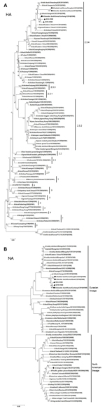 Thumbnail of Phylogenetic analysis of A) hemagglutinin (HA) (nucleotide positions 9–1647) and B) neuraminidase (NA) (nucleotide positions 44–1381) genes of novel influenza A(H5N8) viruses isolated from domestic ducks, eastern China, 2013, and other influenza viruses. The tree was created by the using the neighbor-joining method and bootstrapped with 1,000 replicates by using MEGA 5.05 (http://www.megasoftware.net/). Influenza A(H5N8) viruses from China identified in this study are indicated by s
