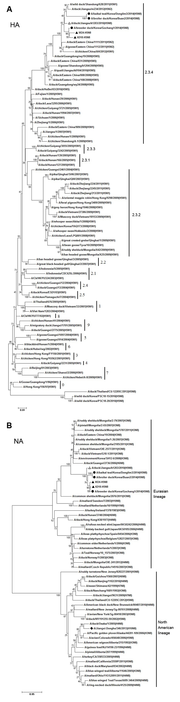 Phylogenetic analysis of A) hemagglutinin (HA) (nucleotide positions 9–1647) and B) neuraminidase (NA) (nucleotide positions 44–1381) genes of novel influenza A(H5N8) viruses isolated from domestic ducks, eastern China, 2013, and other influenza viruses. The tree was created by the using the neighbor-joining method and bootstrapped with 1,000 replicates by using MEGA 5.05 (http://www.megasoftware.net/). Influenza A(H5N8) viruses from China identified in this study are indicated by solid triangle