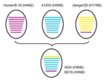 Thumbnail of Putative genomic compositions of novel influenza A(H5N8) viruses isolated from poultry, eastern China, 2013, and their 3 possible parent viruses. The 8 gene segments (from top to bottom) in each virus are basic polymerase 2, basic polymerase 1, acidic polymerase, hemagglutinin, nucleoprotein, neuramindase, matrix, and nonstructural protein. Each color represents a separate virus background: purple indicates Hunan/8-19 (H4N2); A/duck/Hunan/8–19/2009(H4N2); blue indicates k1203 (H5N8)