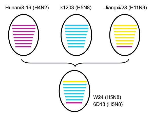 Putative genomic compositions of novel influenza A(H5N8) viruses isolated from poultry, eastern China, 2013, and their 3 possible parent viruses. The 8 gene segments (from top to bottom) in each virus are basic polymerase 2, basic polymerase 1, acidic polymerase, hemagglutinin, nucleoprotein, neuramindase, matrix, and nonstructural protein. Each color represents a separate virus background: purple indicates Hunan/8-19 (H4N2); A/duck/Hunan/8–19/2009(H4N2); blue indicates k1203 (H5N8), A/duck/Jian