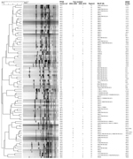 Thumbnail of Dendrogram showing pulsed-field gel electrophoresis (PFGE) results for levofloxacin-resistant Haemophilus influenzae isolates digested by SmaI. Salmonella enterica serovar Braenderup strain H9812 (ATCC BAA664) was used as standard for DNA pattern normalization. PFGE patterns were analyzed by using BioNumerics software (Applied Maths NV, Sint-Martens-Latem, Belgium). For mutation profiles of the quinolone-resistance determining regions (QRDR) in GyrA and ParC, see Table 3. *Isolates 