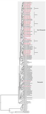 Thumbnail of Maximum clade credibility tree based on partial polymerase (large) gene sequences (439 bp) of paramyxoviruses built in BEAST version 1.7.4 software (http://beast.bio.ed.ac.uk/), applying the general time reversible plus invariant sites plus gamma model inferred by jModelTest version 0.1.1 (10). Sequences detected in this study are indicated in red. Identical sequences were collapsed to only show a representative. Genus-specific clusters are indicated on the right and show possible o