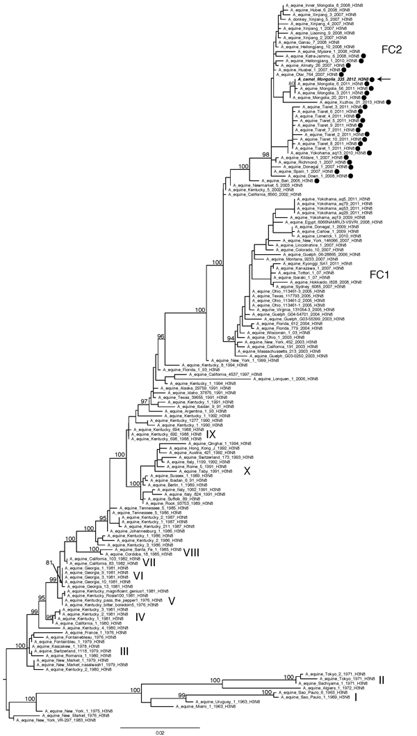 Evolutionary relationships of 155 full-length hemagglutinin sequences from equine A(H3N8)viruses collected globally and A/camel/Mongolia/335/2012 (arrow). The 2 clades associated with most recent equine influenza A(H3N8) viruses, Florida clade 1 and Florida clade 2, are denoted as FC1 and FC2, respectively, and with nomenclature adopted previously (13). The maximum-likelihood tree is midpoint rooted for clarity, and all branch lengths are drawn to scale. High (&gt;70) bootstrap values are provid