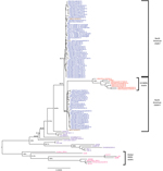 Thumbnail of Phylogenetic tree based on complete genome sequences of 112 North American porcine epidemic diarrhea virus strains. Blue represents US non–S INDEL strains; red represents US S INDEL strains; brown represents Mexican strains; purple represents worldwide non–S INDEL strains; and pink represents global S INDEL strains. Bootstrap values are represented at key nodes. Scale bar indicates nucleotide substitutions per site. CH, China; IA, Iowa; S INDEL, insertions and deletions in the spike