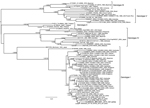 Thumbnail of Bayesian phylogenetic tree based on complete envelope protein coding gene of dengue virus 1 (DENV-1) serotype. The tree was constructed by using the Bayesian Markov Chain Monte Carlo Sampling method and BEAST software (http://beast.bio.ed.ac.uk). The general time reversible model of sequence evolution with gamma-distributed rate variation among sites and a proportion of invariable sites and a relaxed (uncorrelated log-normal) molecular clock model were used. Bayesian posterior proba