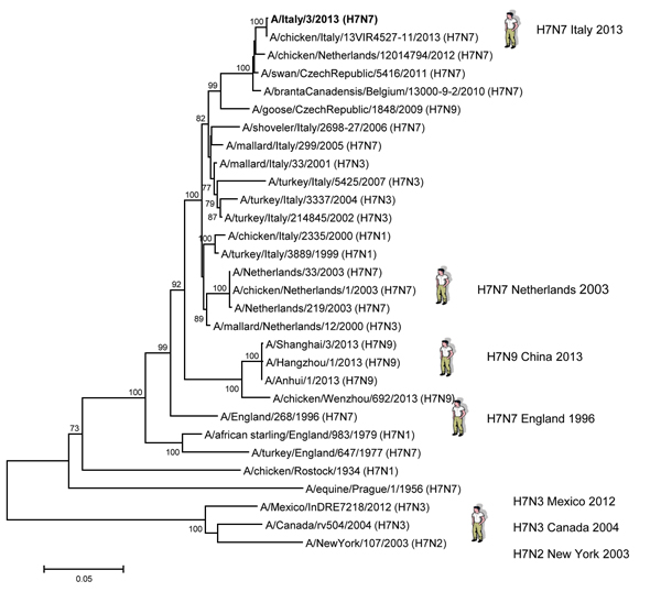 Phylogenetic analysis of the hemagglutinin gene of the influenza A(H7N7) virus, Italy, isolated from humans during August–September 2013. The phylogenetic tree was constructed by using the neighbor-joining method and MEGA 5 software (http://www.megasoftware.net) with 1,000 bootstrap replicates (bootstrap values &gt;70% are shown next to nodes). The influenza A(H7N7) virus isolated from a human in 2013 is shown in boldface. Scale bar indicate nucleotide substitution per site. 