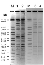 Thumbnail of Pulsed-field gel electrophoresis patterns for Legionella pneumophila isolates from neonates with Legionella infection and hospital water sources. Genomic DNA was digested with SfiI and separated in 1% agarose gel by Bio-Rad CHEF MAPPER. Lane M, reference size maker (XbaI-digested genomic DNA fragments of Salmonella enterica ser. Braenderup H9812); lanes 1 and 2, clinical and environmental isolates of L. pneumophila serogroup 5 from case-patient 1; lanes 3 and 4, clinical and environ