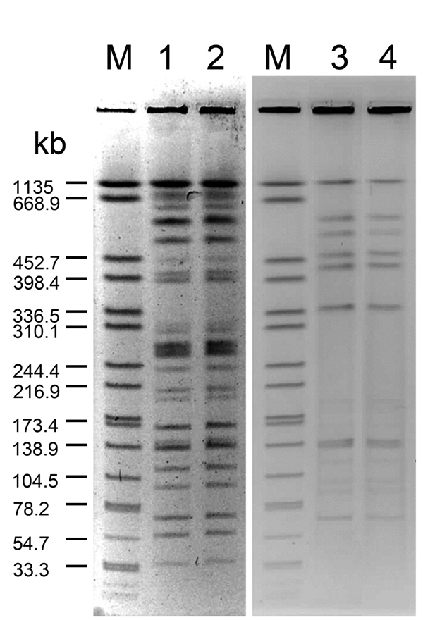 Pulsed-field gel electrophoresis patterns for Legionella pneumophila isolates from neonates with Legionella infection and hospital water sources. Genomic DNA was digested with SfiI and separated in 1% agarose gel by Bio-Rad CHEF MAPPER. Lane M, reference size maker (XbaI-digested genomic DNA fragments of Salmonella enterica ser. Braenderup H9812); lanes 1 and 2, clinical and environmental isolates of L. pneumophila serogroup 5 from case-patient 1; lanes 3 and 4, clinical and environmental isolat
