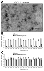 Thumbnail of STL polyomavirus (STLPyV) ELISA. A) Electron microscopy image shows purified STLPyV VP1 capsomeres. Scale bar = 100 nm. B) Serum samples were pre-incubated in the absence (white bars) or presence of soluble STLPyV VP1 pentamers (gray bars), followed by the STLPyV-capture ELISA. Serum was tested in triplicate, and average absorbance values are shown. Error bars indicate SD. Representative data are shown. C) Seroreactivity to STLPyV in the absence (white bars) or presence of competiti