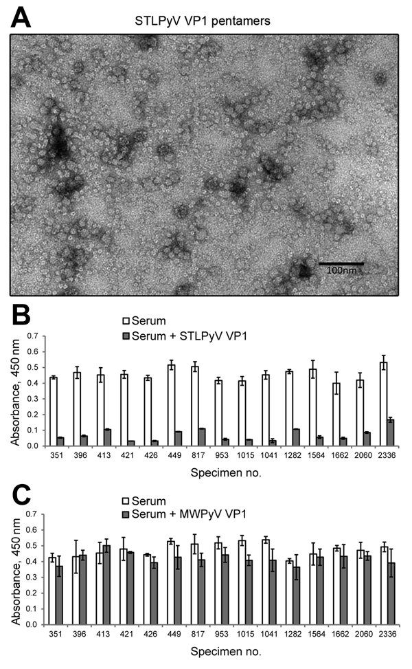 STL polyomavirus (STLPyV) ELISA. A) Electron microscopy image shows purified STLPyV VP1 capsomeres. Scale bar = 100 nm. B) Serum samples were pre-incubated in the absence (white bars) or presence of soluble STLPyV VP1 pentamers (gray bars), followed by the STLPyV-capture ELISA. Serum was tested in triplicate, and average absorbance values are shown. Error bars indicate SD. Representative data are shown. C) Seroreactivity to STLPyV in the absence (white bars) or presence of competition with MW po