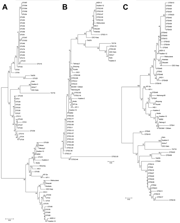 Phylogenetic distribution of Orientia tsutsugamushiisolates from scrub typus patients in Vellore (A), Shillong (B), and Shimla (C), India, September 2010–August 2012. Isolates were identified on the basis of the 56-kDa TSA gene. Evolutionary history was inferred by using the neighbor-joining method. The percentage of replicate trees in which the associated taxa clustered together in the bootstrap test (1,000 replicates) is shown next to the branches. The tree is drawn to scale, with branch lengt