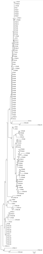 Thumbnail of Phylogenetic distribution of representative Orientia tsutsugamushiisolates from scrub typus patients in India, September 2010–August 2012. Isolates were identified on the basis of the 56-kDa TSA gene. The evolutionary history was inferred by using the neighbor-joining method. The percentage of replicate trees in which the associated taxa clustered together in the bootstrap test (1,000 replicates) is shown next to the branches. The tree is drawn to scale, with branch lengths in the s