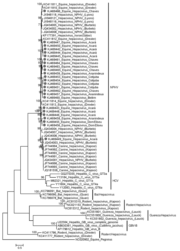 Maximum-likelihood phylogenetic tree of the partial nucleotide sequences of the nonstructural protein 3 region (294 bp) of Hepacivirus. The retrieved sequences from GenBank are indicated by the accession number followed by the species from which each was isolated. The 25 sequences obtained from 300 equids in 7 cities and 1 district of the State of Pará, Brazil, during January 2011–November 2013, are indicated with a dot and are identified by their GenBank accession numbers followed by their comm