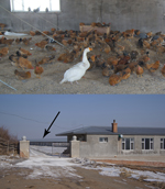 Thumbnail of Internal (top) and external views of the warehouse where poultry were housed on the farm of the case-patient who had confirmed influenza A(H7N9) virus infection in February 2014 in Jilin Province, China. Arrow indicates location of the chicken warehouse.