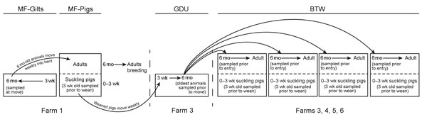 Flow of animals through a closed swine production system. Coordinated swine production systems maximize desired animal traits and weight gain. High-quality breeding sows grown and bred in multiplier farms (MF-Gilts) were sampled transfer to commercial gilt development farms (GDU), where they were sampled again at exit (6 months). At ≈3 weeks of age, piglets were sampled before weaning (MF-Pigs). Mature gilts were transported from the GDU to 1 of 4 commercial breed-to-wean (BTW) farms, where samp