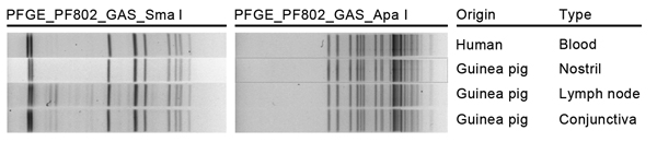 Pulsed-field gel electrophoresis patterns for 4 Streptococcus equi subsp. zooepidemicus isolates from 1 person and 3 guinea pigs submitted to the Division of Consolidated Laboratory Services, Virginia, USA. Patterns indicate that all 4 isolates were indistinguishable by the SmaI and ApaI enzymes. Specimen origin and type are indicated.
