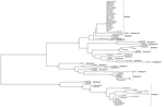 Thumbnail of Phylogenetic tree of African swine fever virus (ASFV) isolates maintained in a collection at the National Research Institute for Veterinary Virology and Microbiology in Рokrov, Russia; the variable part of B646L gene relative to the 22 known p72 genotypes (labeled I-XXII) was used for analysis. The tree was reconstructed by using the minimum evolution method with 1,000 replicates.
