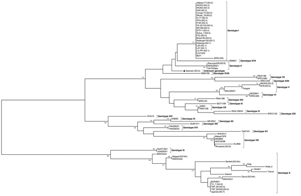 Phylogenetic tree of African swine fever virus (ASFV) isolates maintained in a collection at the National Research Institute for Veterinary Virology and Microbiology in Рokrov, Russia; the variable part of B646L gene relative to the 22 known p72 genotypes (labeled I-XXII) was used for analysis. The tree was reconstructed by using the minimum evolution method with 1,000 replicates.