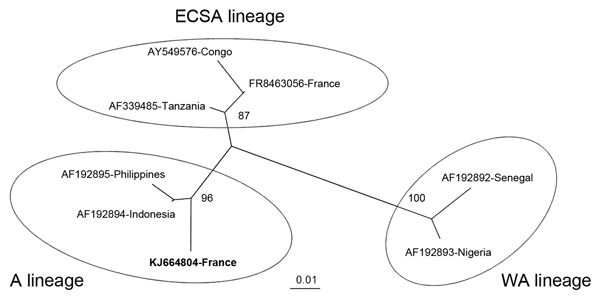 Phylogenetic tree constructed by using the neighbor-joining method and based on a partial (205 nt) sequence of the envelope protein 1 gene of chikungunya virus that was imported to France from Martinique. Phylogenetic analysis includes reference sequences of chikungunya viruses from East/Central/South African (ECSA), West African (WA), and Asian (A) lineages. Sequences are indicated as GenBank accession number and country. The imported chikungunya strain isolated in this study is indicated in bo