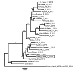Thumbnail of Phylogenetic analysis of Middle East respiratory syndrome coronaviruses (MERS-CoVs). Genome sequences of representative isolates were aligned by using ClustalW, and a phylogenetic tree was constructed by using the PhyML method in Seaview 4 (all 3 software packages can be found at http://pbil.univ-lyon1.fr/software/seaview) and was visualized in FigTree version 1.3.1 (http://tree.bio.ed.ac.uk/software/figtree/). Values at branches show the result of the approximate likelihood ratio; 