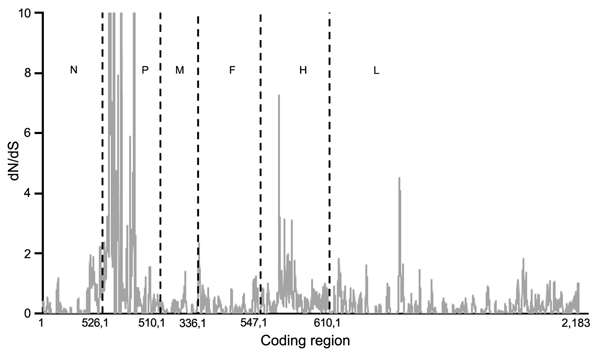 Mean ratios of nonsynonymous (dN) to synonymous (dS) substitutions per site of concatenated coding regions of peste des petits ruminants virus genome. Proportion of dS substitutions per potential dS site and proportion of dN substitutions per potential dN site were calculated by using the method of Nei and Gojobori (29) and the suite of nucleotide analysis program (www.hiv.lanl.gov). Vertical dashed lines indicate gene junctions with sliding windows of size = 5 codons. dN/dS values ≥ 10 are show