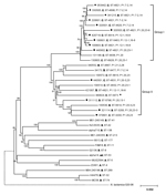 Thumbnail of Phylogenetic analysis of genome sequences for Neisseria meningitidis strains. With the exception of reference strain 053442 (serogroup C, sequence type 4821), all strains in groups I and II were sequenced in this study. The strain identification number, serogroup (in boldface), sequence type, and porin A type are shown for each sequence. Bootstrap values are listed at nodes. Black dots preceding identification numbers indicate strains isolated from patients. The dotted line between 