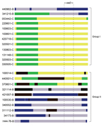 Thumbnail of Analysis of the recombination events Neisseria meningitidis strains belonging to the sequence type 4821 clonal complex (strain numbers and serogroup are shown on the left). The result was from analysis using the 3seq (33) method in RDP (http://web.cbio.uct.ac.za/~darren/rdp.html). Group I and group II refer to the groups in Figure 2. Green regions represent serogroup C–specific sequences; yellow regions represent the recombination within serogroup C; gray regions represent serogroup
